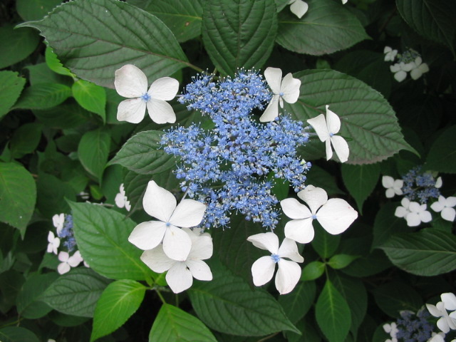 meigetuin2.jpg Size:115KB